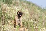 BULLMASTIFF 249